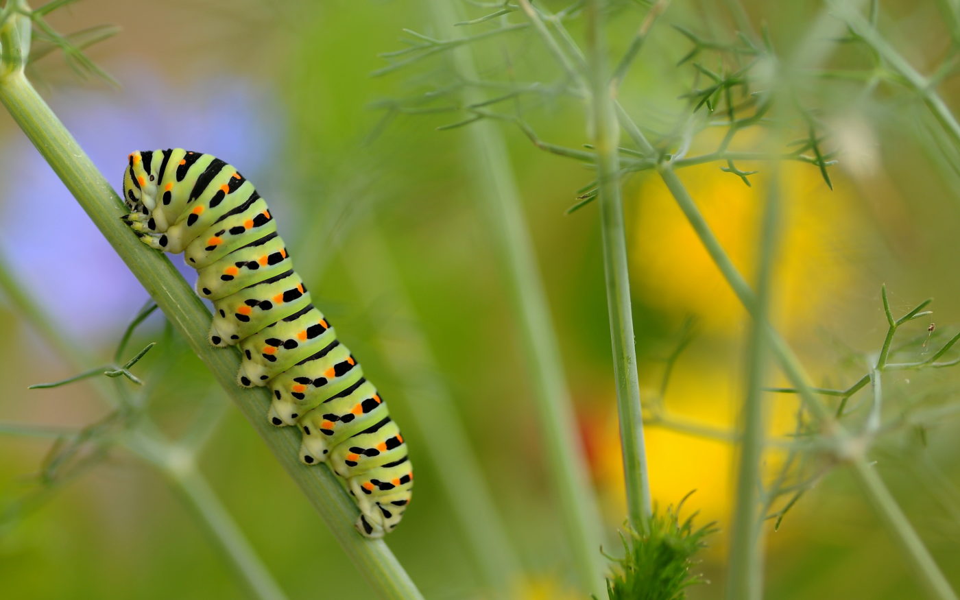 A swallowtail caterpillar amongst dune vegetation at Dunas de Mira in Portugal. João Petronilho used a tripod and flash for this well-composed and atmospheric picture.