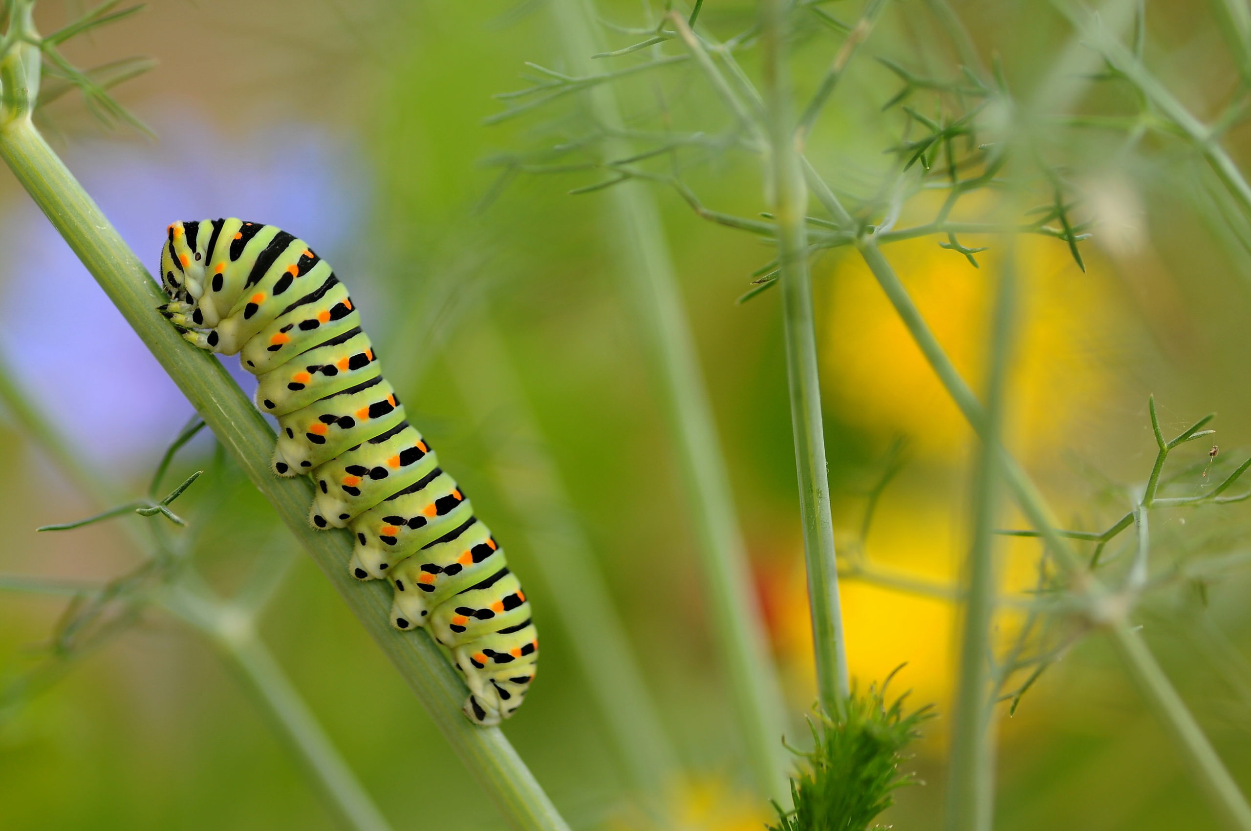 A swallowtail caterpillar amongst dune vegetation at Dunas de Mira in Portugal. João Petronilho used a tripod and flash for this well-composed and atmospheric picture.