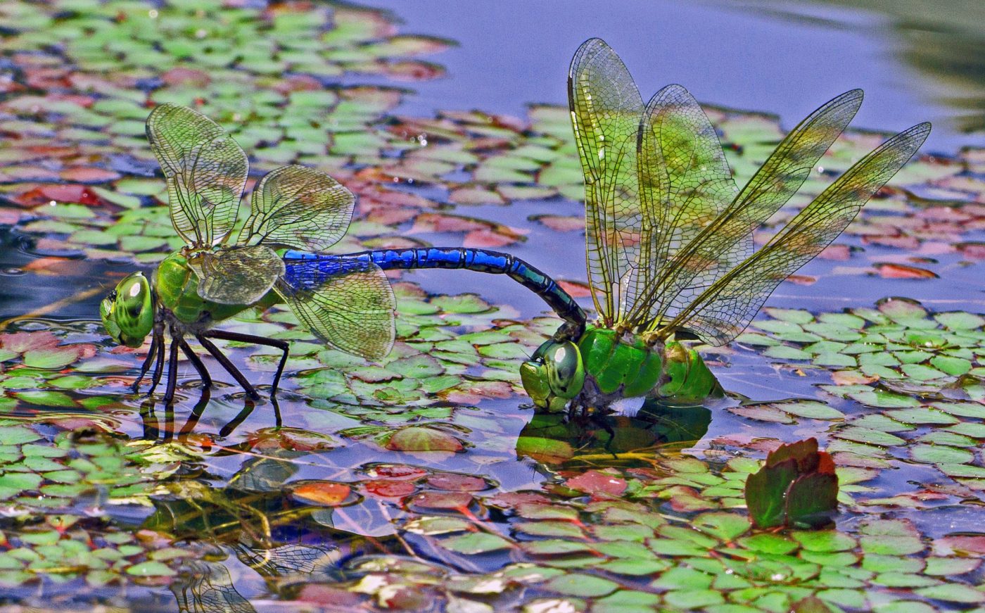 Common green darners, Anax junius, mating on the pond near the Cleveland Botanical Gardens restaurant.