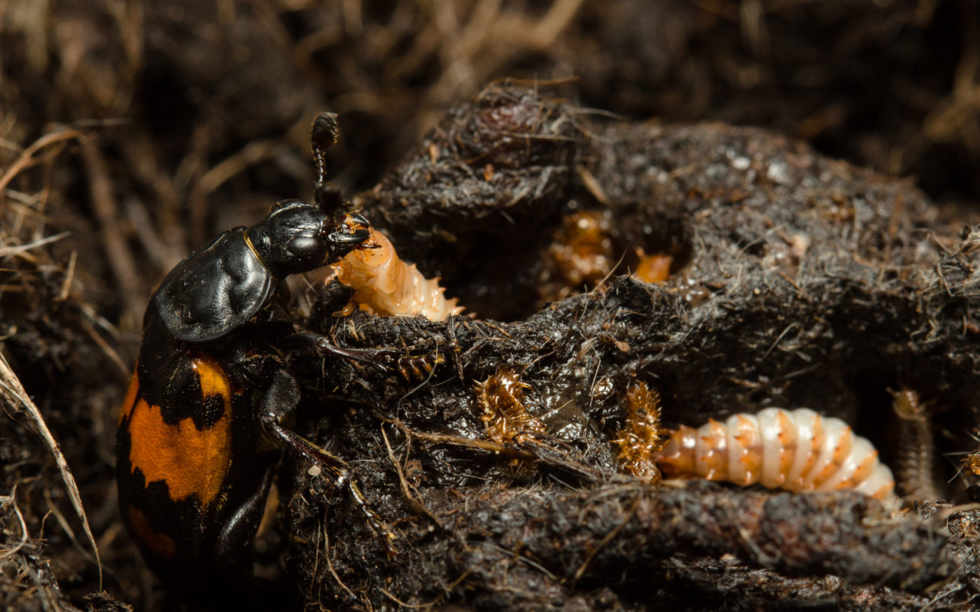 A female burying beetle, Nicrophorus vespilloides, feeds pre-digested meat to one of her larvae.