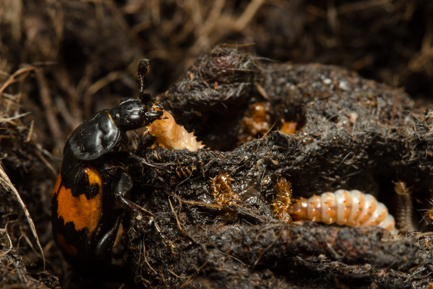 A female burying beetle, Nicrophorus vespilloides, feeds pre-digested meat to one of her larvae.