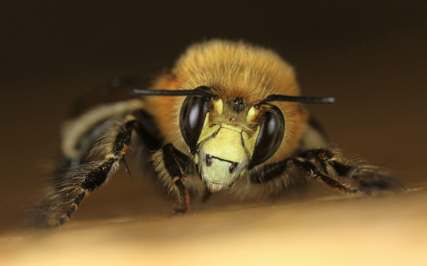 A bee photographed on a cold but sunny early morning in April, in the photographer’s back garden.