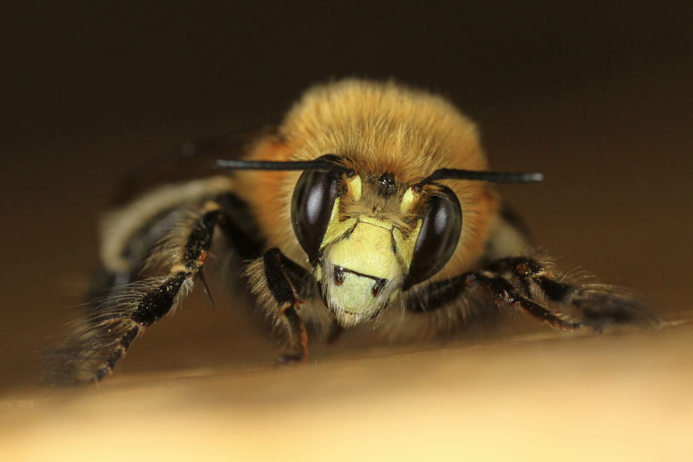 A bee photographed on a cold but sunny early morning in April, in the photographer’s back garden.