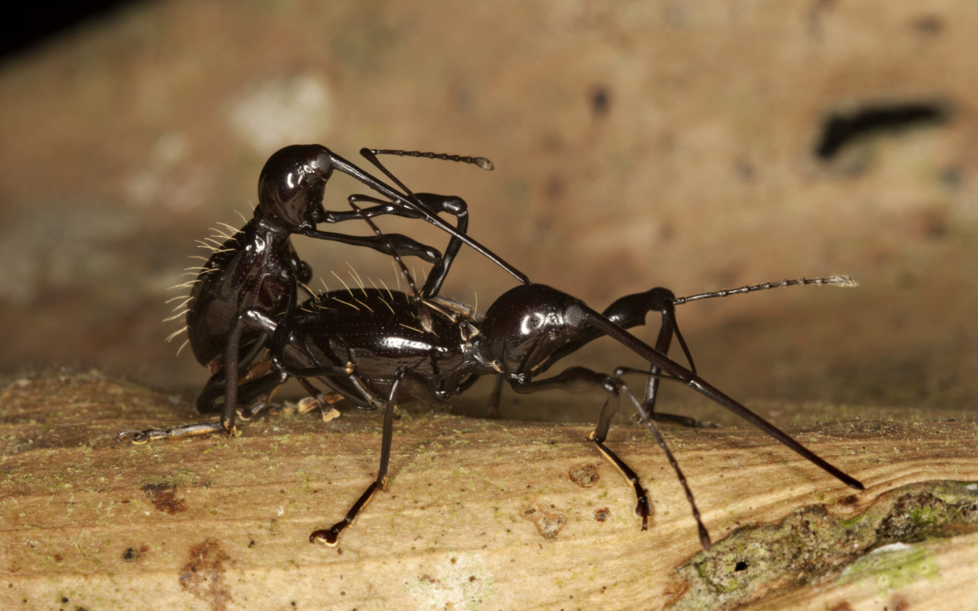 Weevils mating (carefully) in the Amazonian rainforest. Claire Waring saw these weevils on a log beside the path at the start of a night-time ‘bug-hunt’ in Ecuador. Fascinated by their long elbowed antennae and their even more elongate snouts.