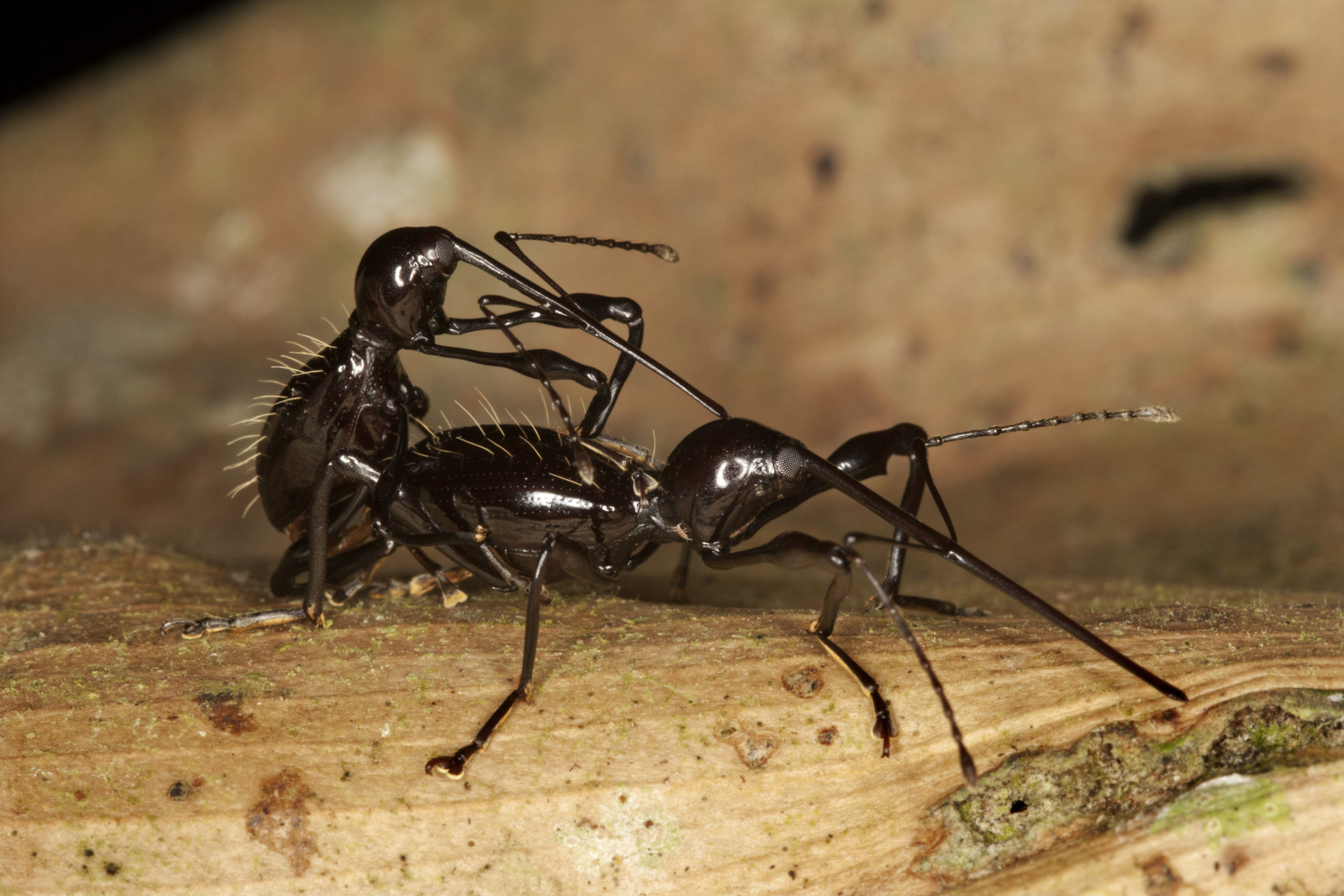 Weevils mating (carefully) in the Amazonian rainforest. Claire Waring saw these weevils on a log beside the path at the start of a night-time ‘bug-hunt’ in Ecuador. Fascinated by their long elbowed antennae and their even more elongate snouts.