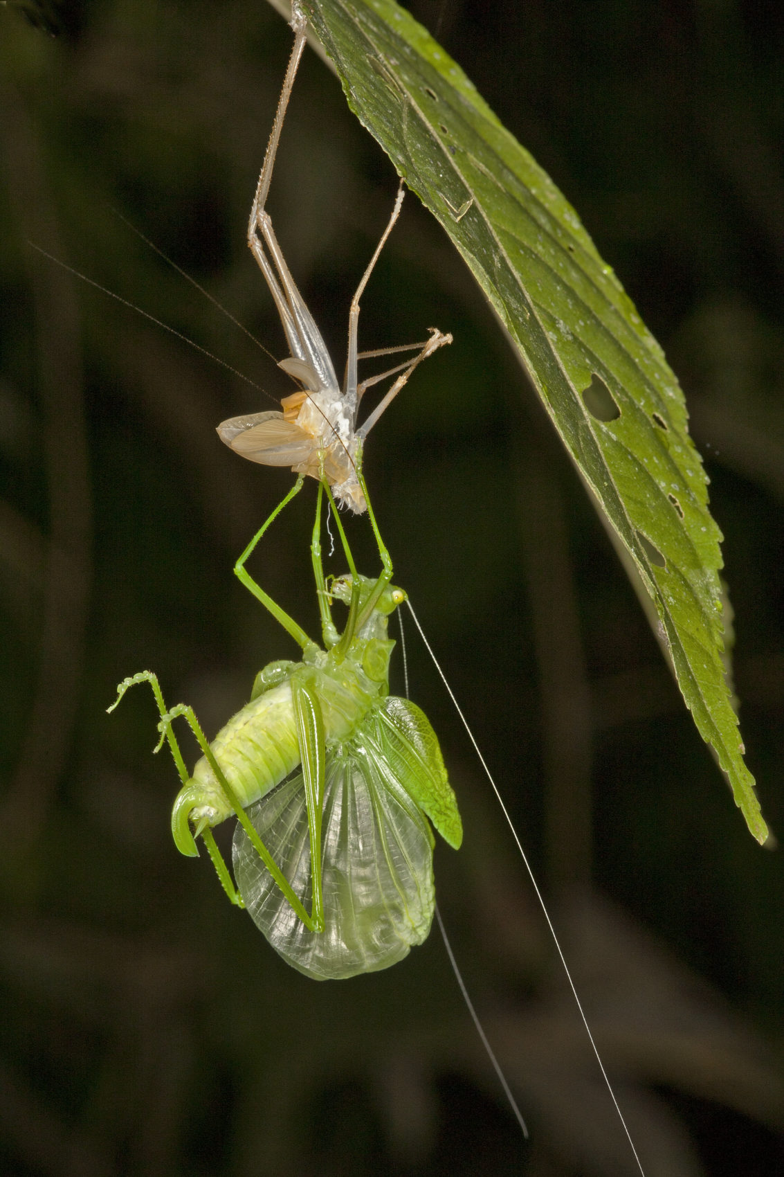 A Katydid Completes Its Moult Insect Week