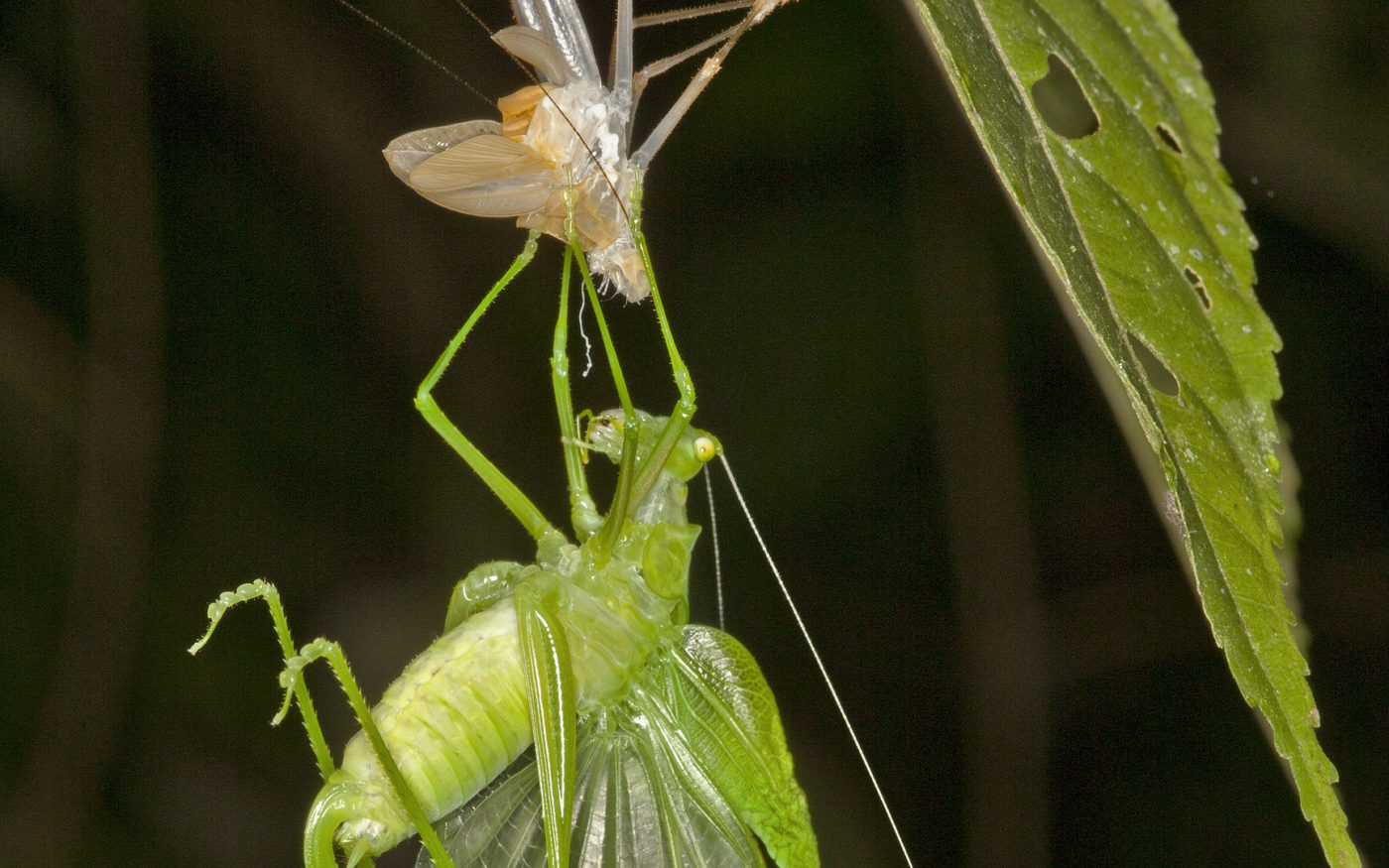 A katydid completes its moult in the Amazonian rainforest. Claire Waring photographed this night-time emergence in the early hours of the morning when she was on a ‘bug-hunt’ in the forest.
