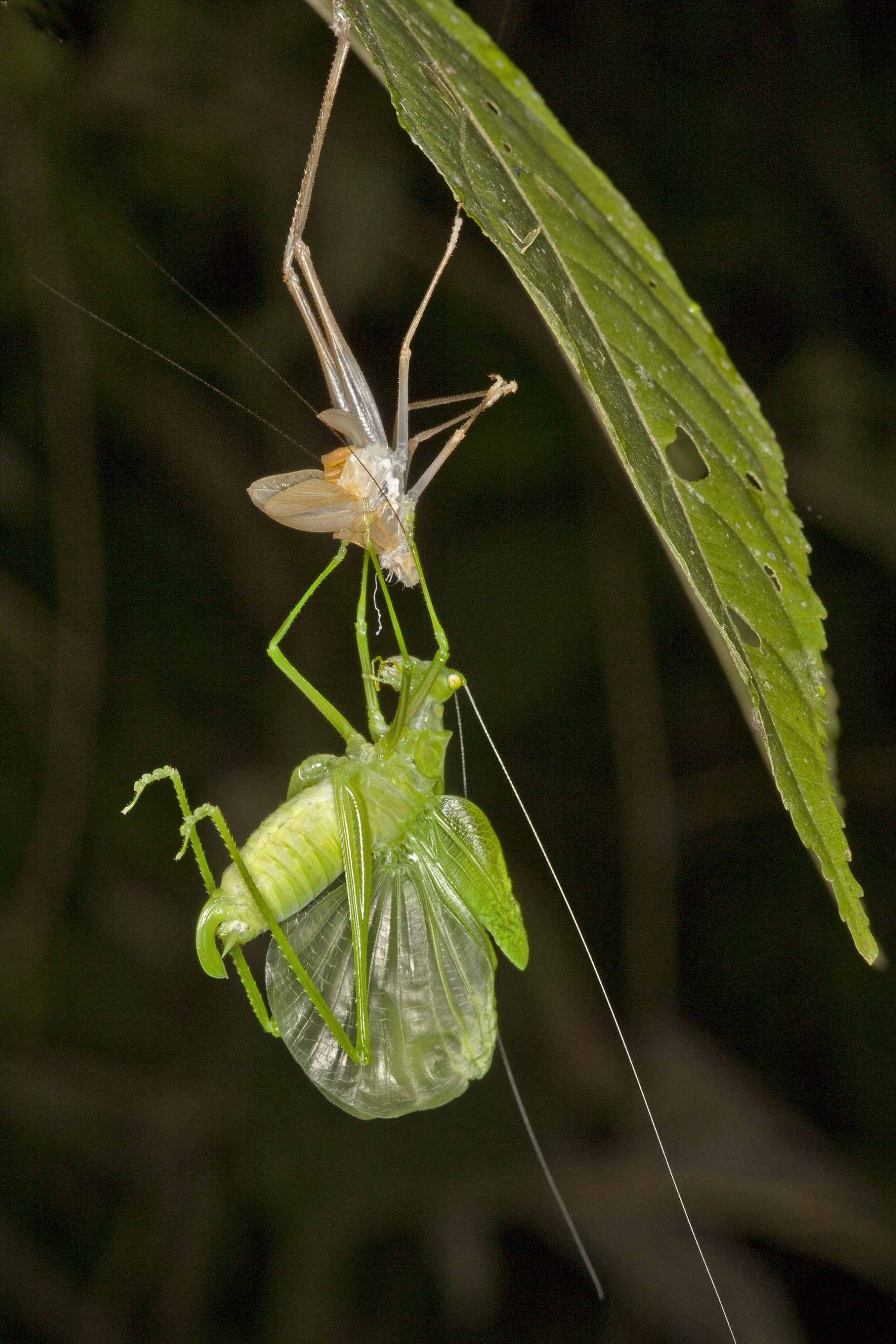 A katydid completes its moult in the Amazonian rainforest. Claire Waring photographed this night-time emergence in the early hours of the morning when she was on a ‘bug-hunt’ in the forest.