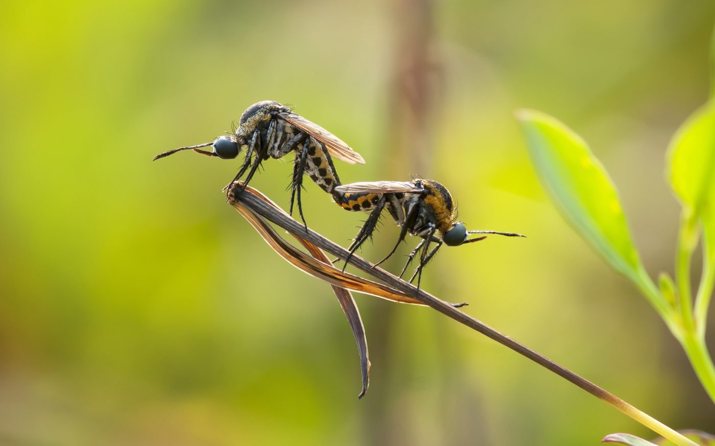 A pair of bombyliid bee-flies (Toxophora iavana) mating in a garden in Bogor, West Java.