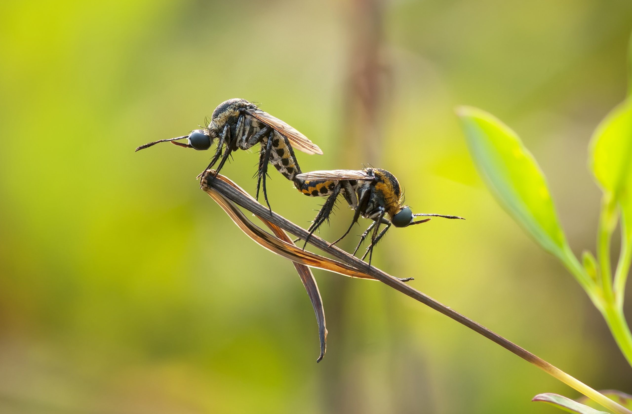 A pair of bombyliid bee-flies (Toxophora iavana) mating in a garden in Bogor, West Java.