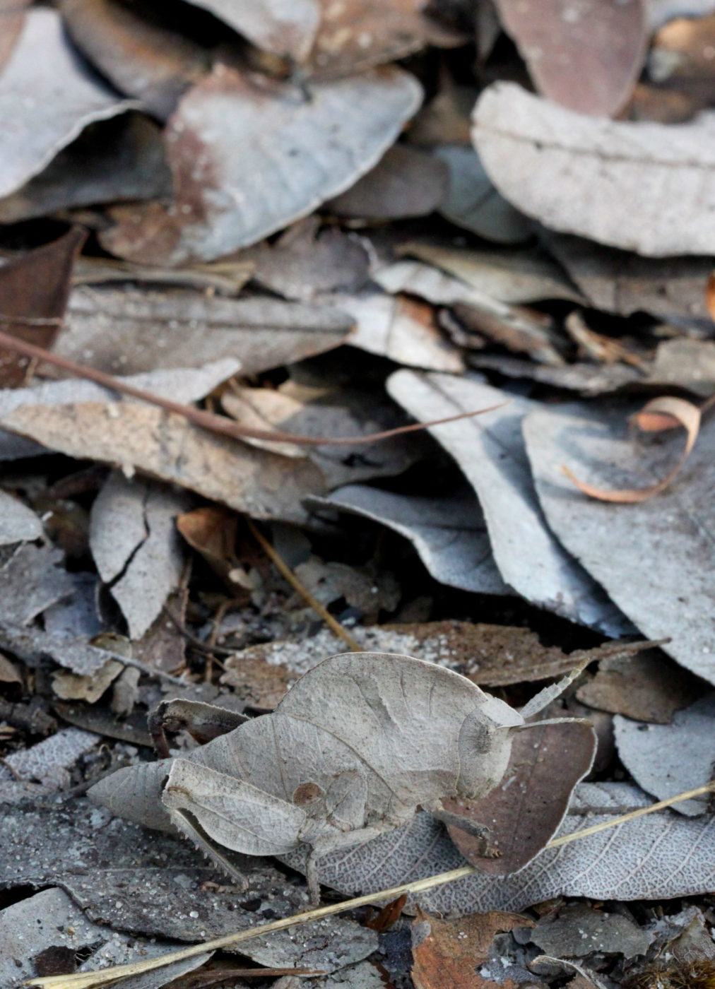 A grasshopper (Lobosceliana sp., family Pamphagidae) hiding among the forest leaf-litter in East Mongu.