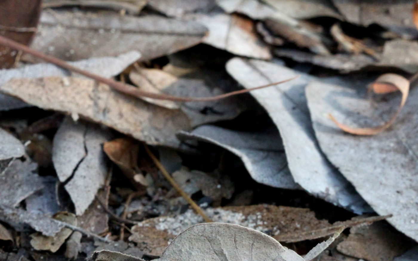 A grasshopper (Lobosceliana sp., family Pamphagidae) hiding among the forest leaf-litter in East Mongu.