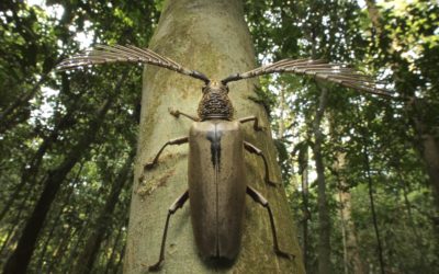 This male cerambycid, like many longhorn beetles, has impressive antennae – in this case about 12cm from tip to tip – to detect and locate females, who produce a sex-attractant pheromone.