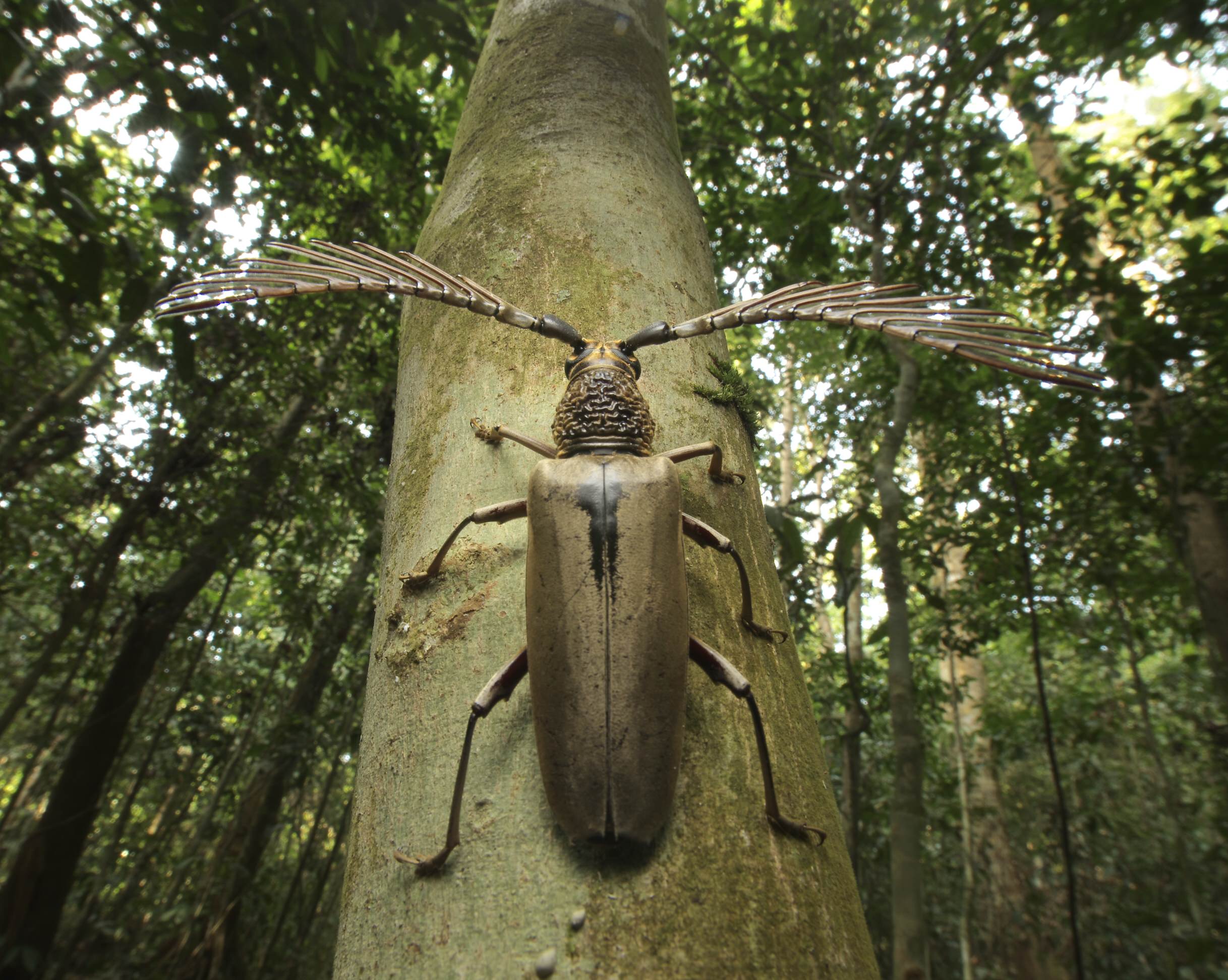 This male cerambycid, like many longhorn beetles, has impressive antennae – in this case about 12cm from tip to tip – to detect and locate females, who produce a sex-attractant pheromone.