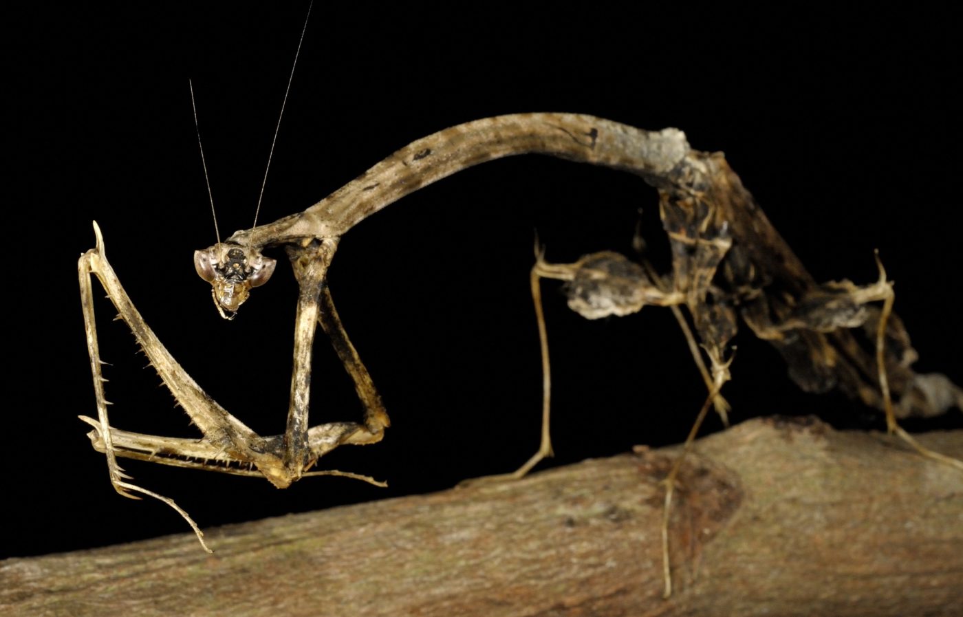 This male mantis, Toxodera maculata, was photographed in the rainforest in Borneo. Its rather menacing posture, combined with its long (5cm) curved thorax and the leaf-like projections on its legs and body make it a strange sight.
