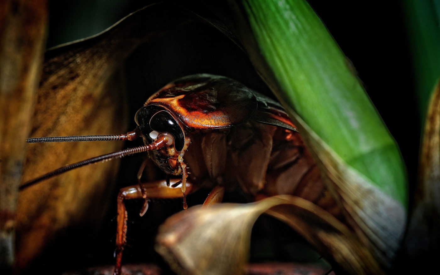 A lone cockroach hiding between plant stalks in the photographer’s garden. Jose Ramos located the cockroach by torchlight (flashlight) when he was looking for insects to photograph in his garden at night.