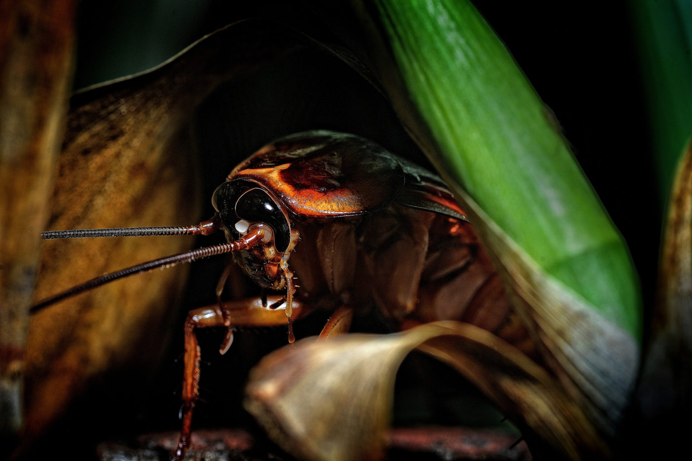 A lone cockroach hiding between plant stalks in the photographer’s garden. Jose Ramos located the cockroach by torchlight (flashlight) when he was looking for insects to photograph in his garden at night.