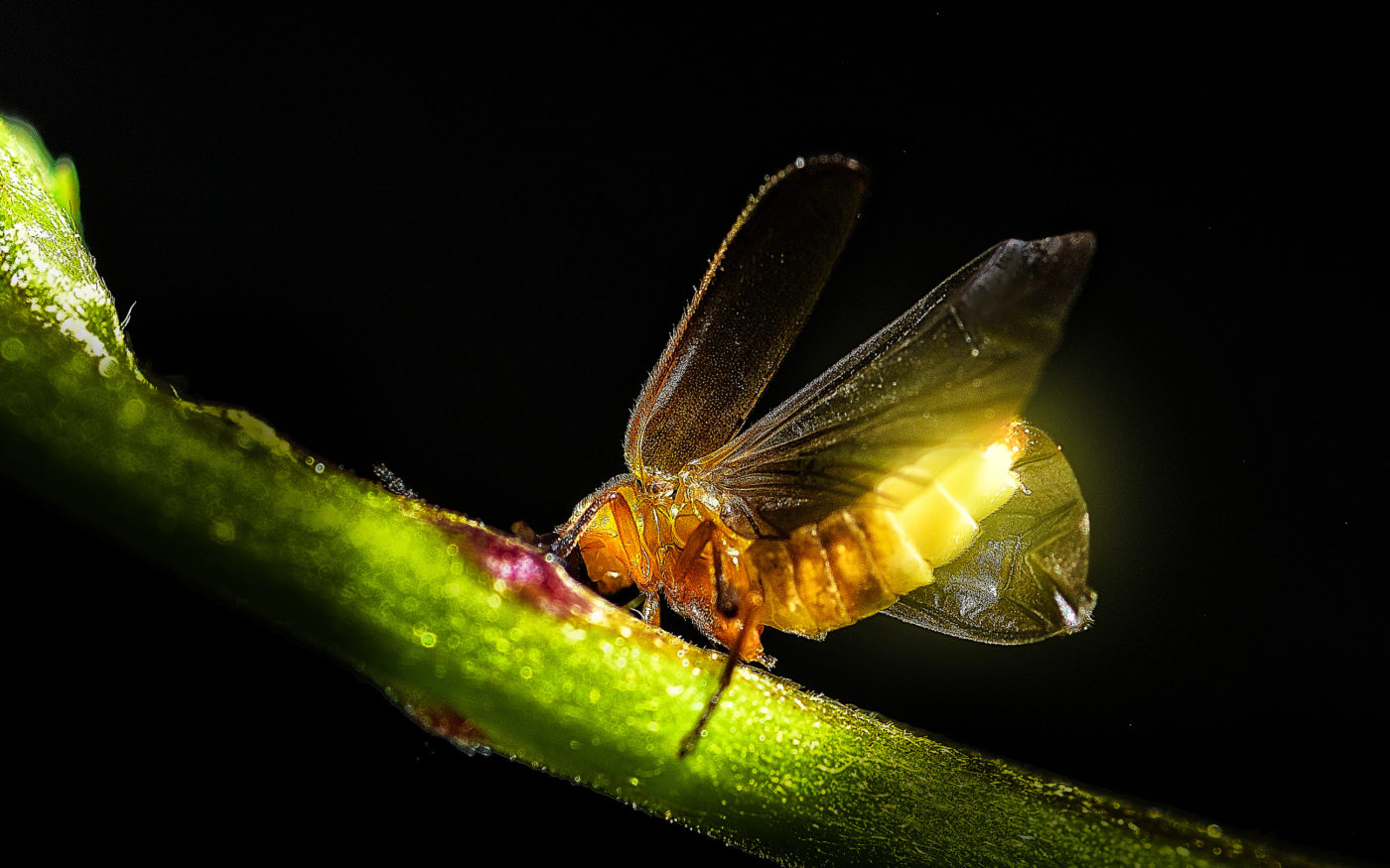A firefly spreading its wings ready to fly while generating light
