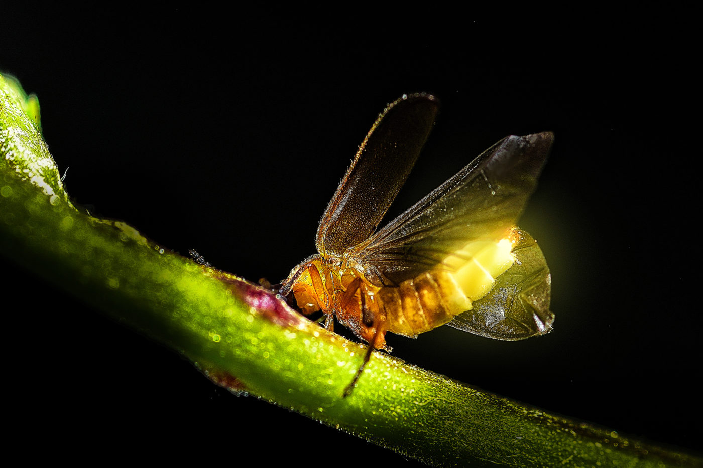 A firefly spreading its wings ready to fly while generating light