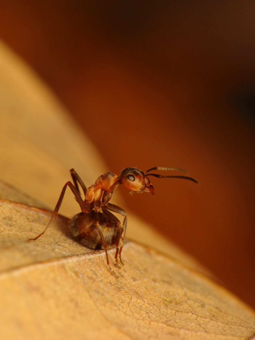 Ant, Formica sp.