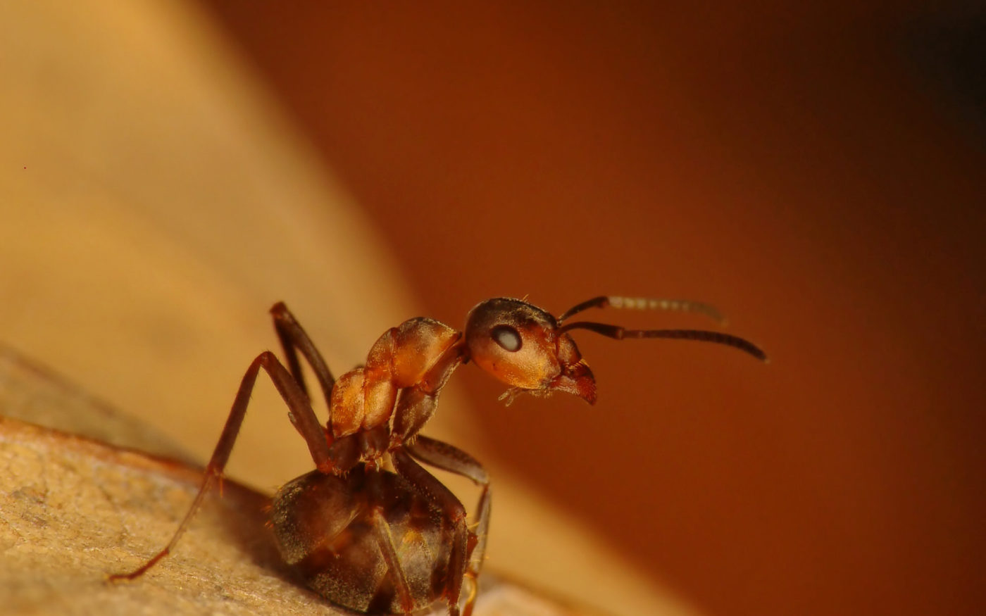Ant, Formica sp.
