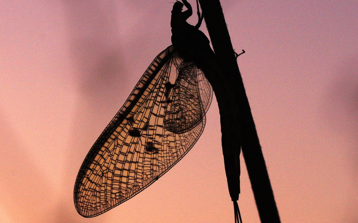 Mayfly at sunset