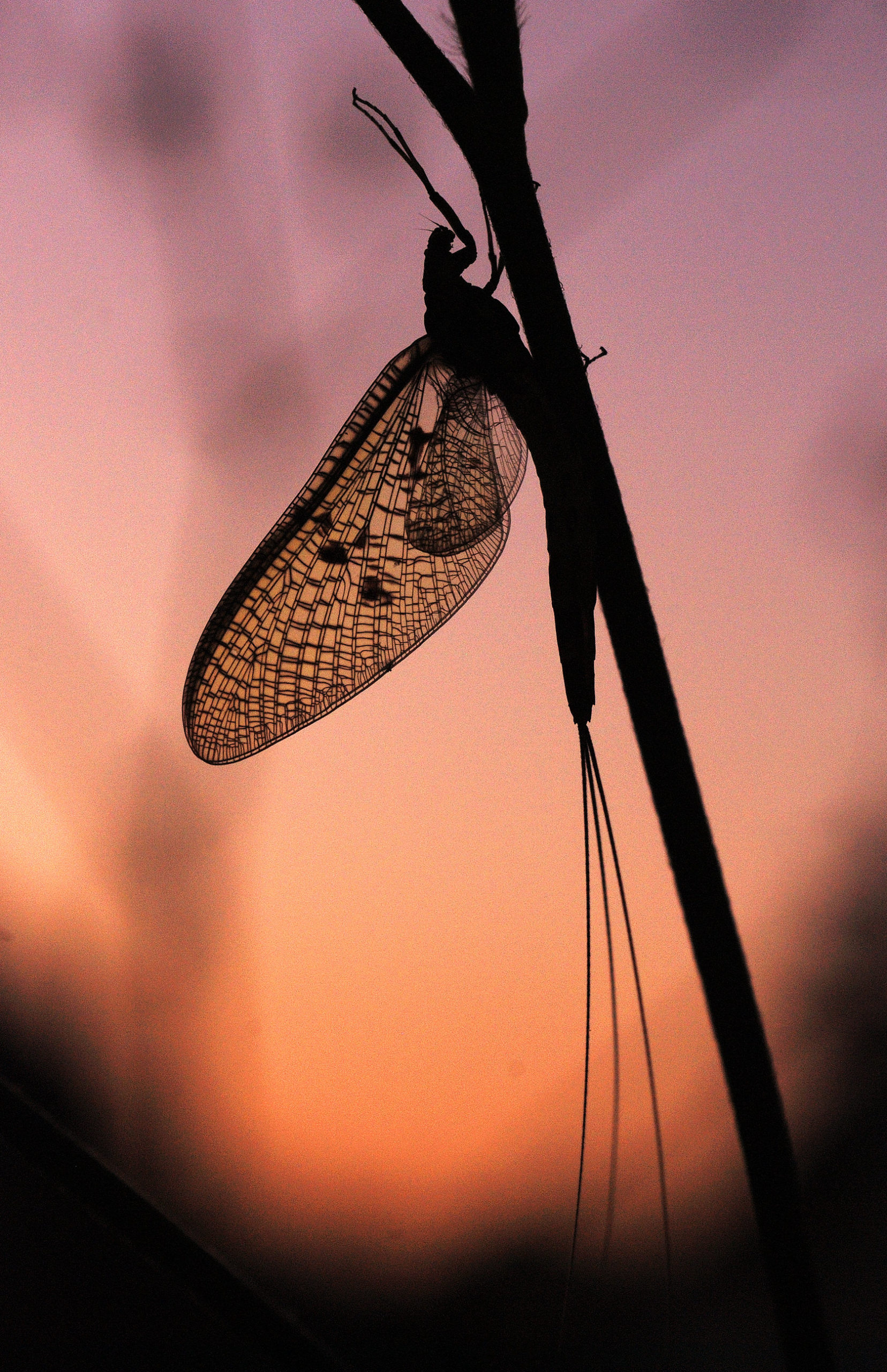 Mayfly at sunset