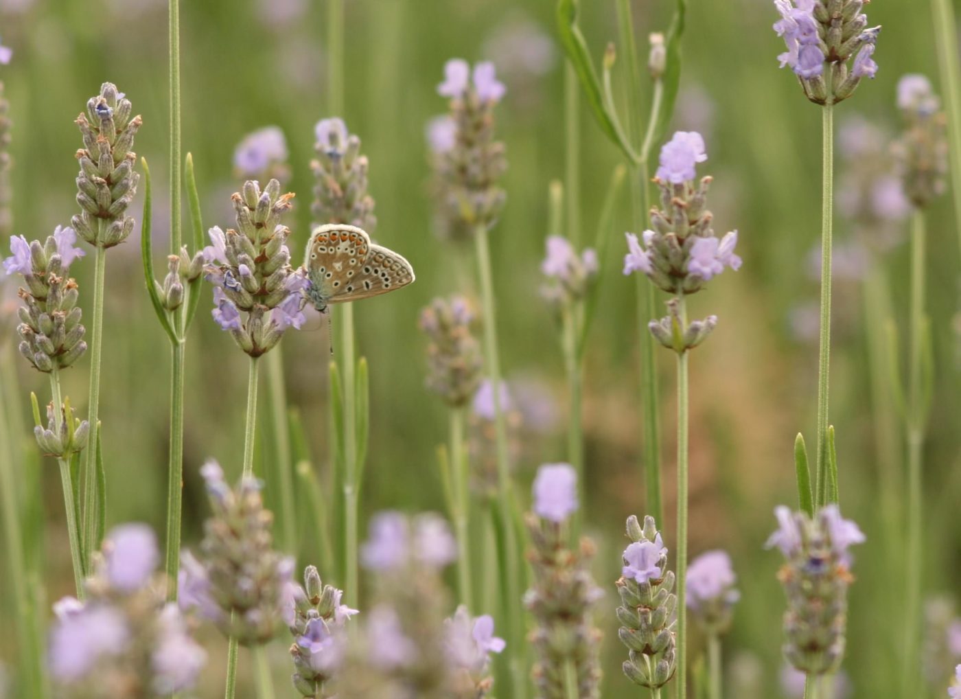 Common blue butterfly, Polyommatus icarus, on lavender