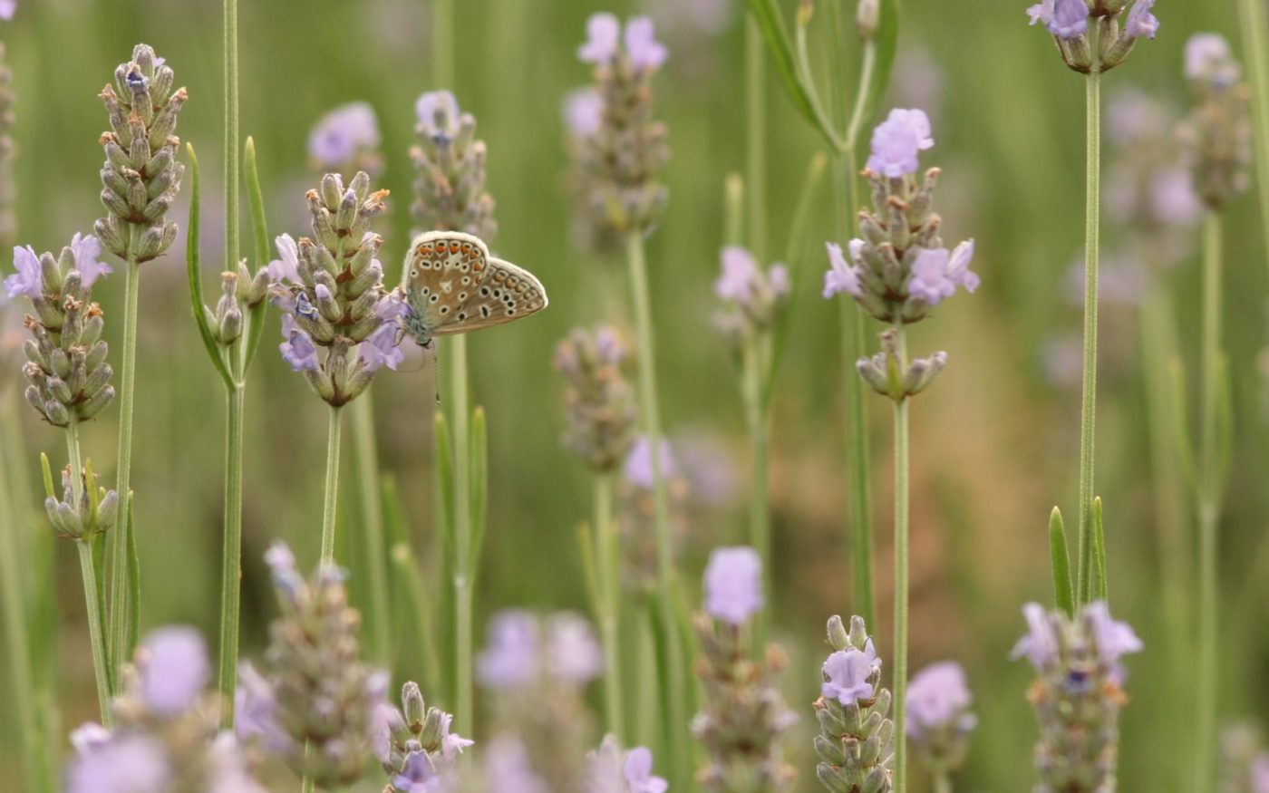 Common blue butterfly, Polyommatus icarus, on lavender