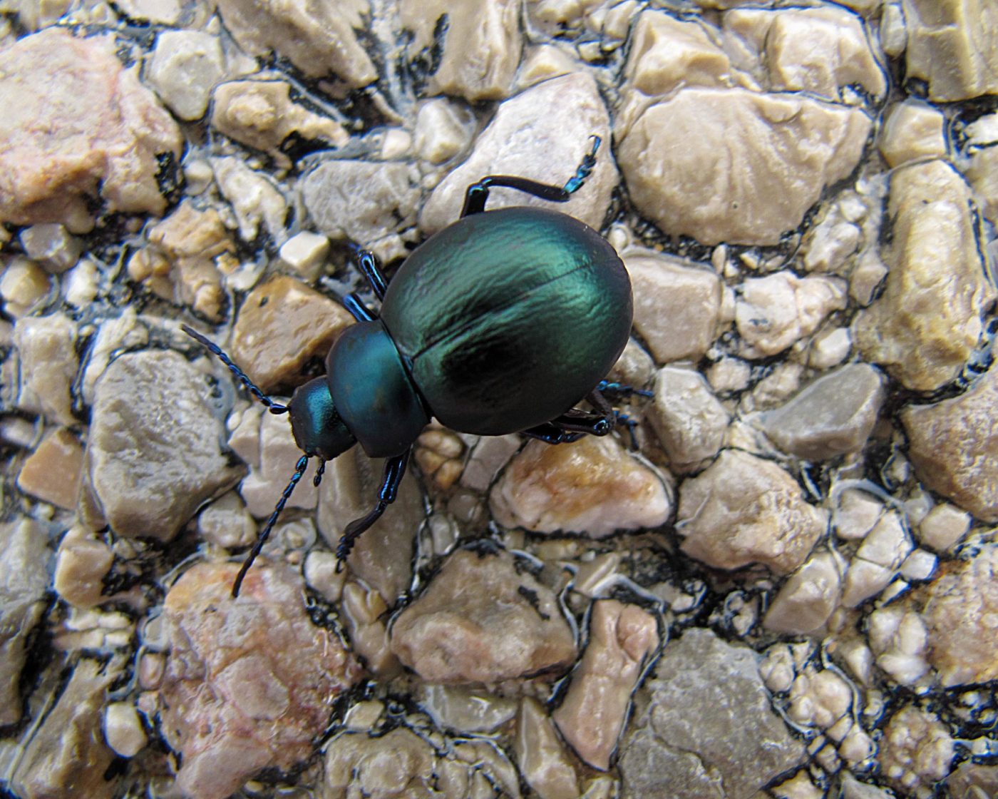 Beetle on wet pavement, Mallorca