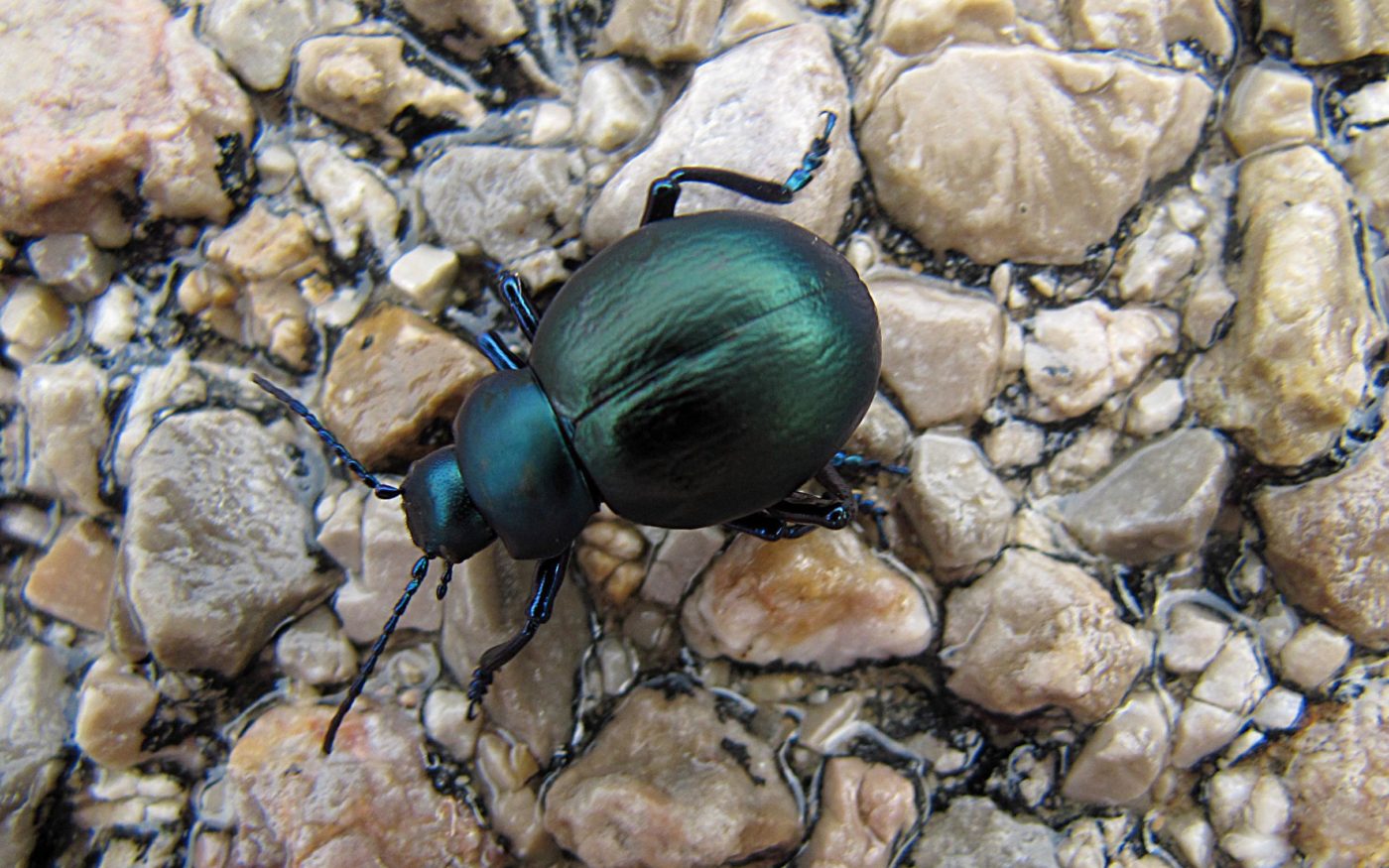 Beetle on wet pavement, Mallorca