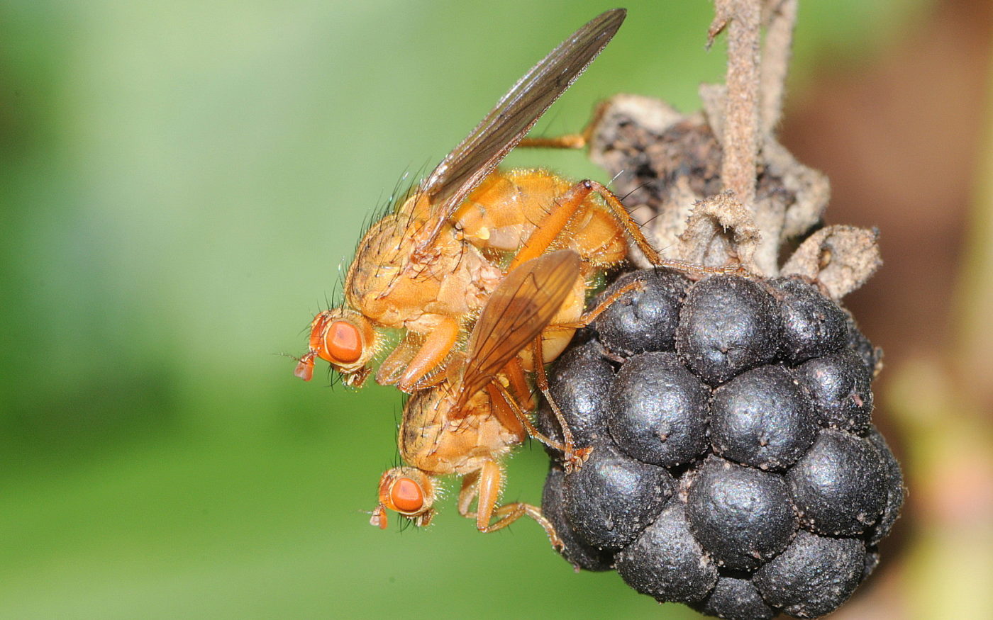 Pair of dung-flies, Scathophaga sp., on blackberry