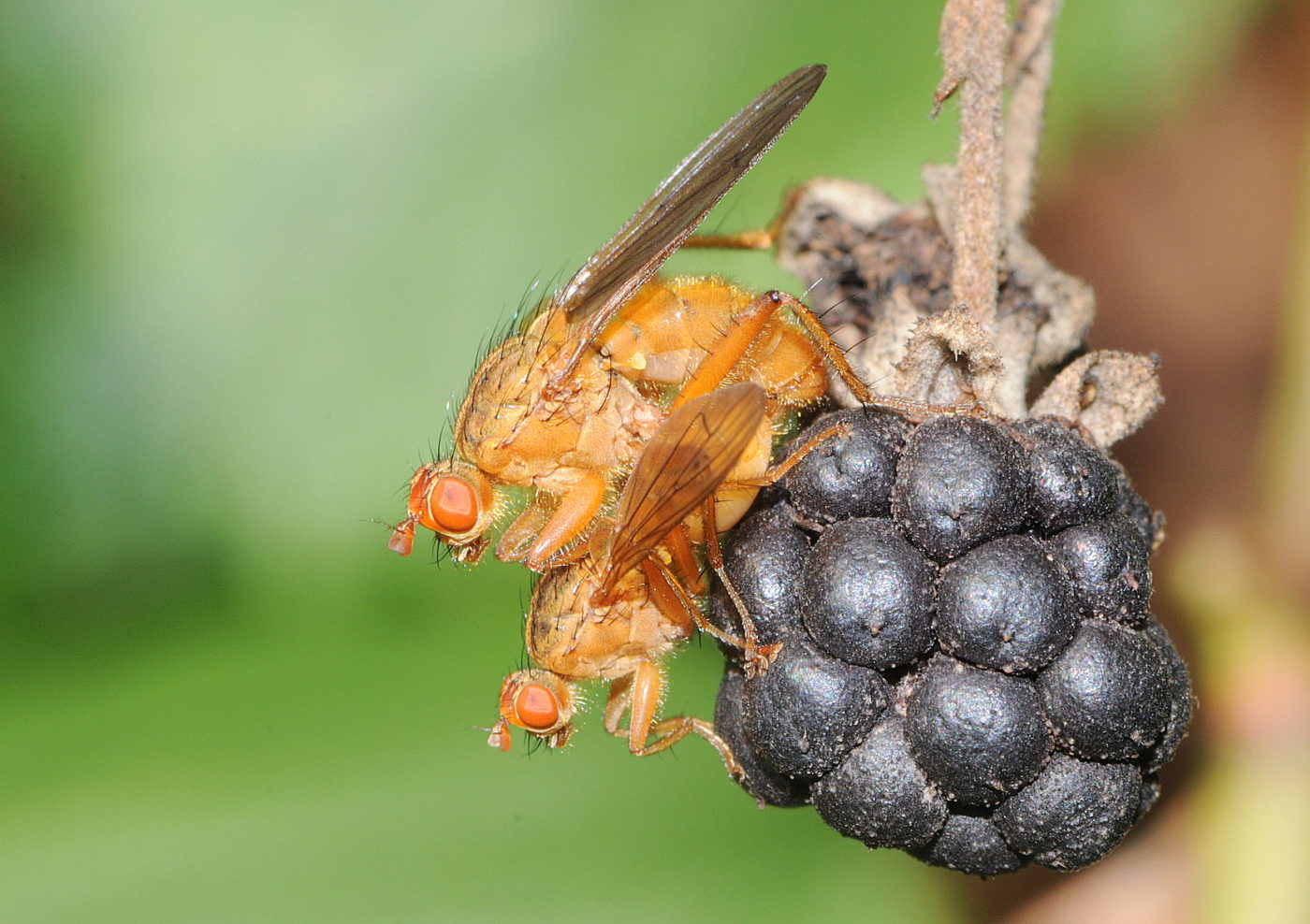 Pair of dung-flies, Scathophaga sp., on blackberry