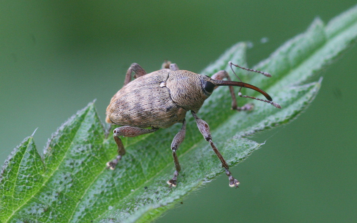 Weevil on a leaf