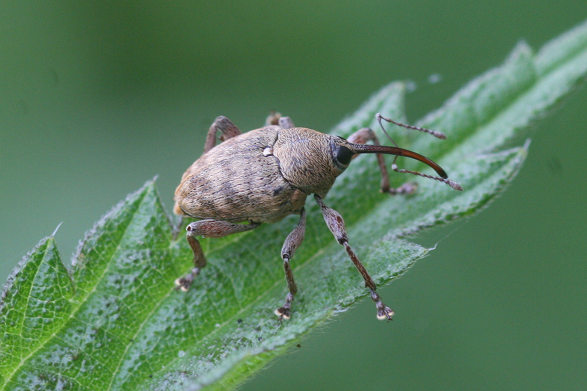 Weevil on a leaf
