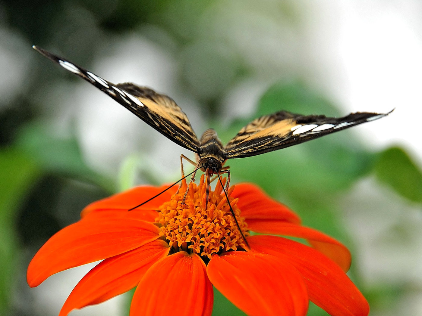 Butterfly feeding