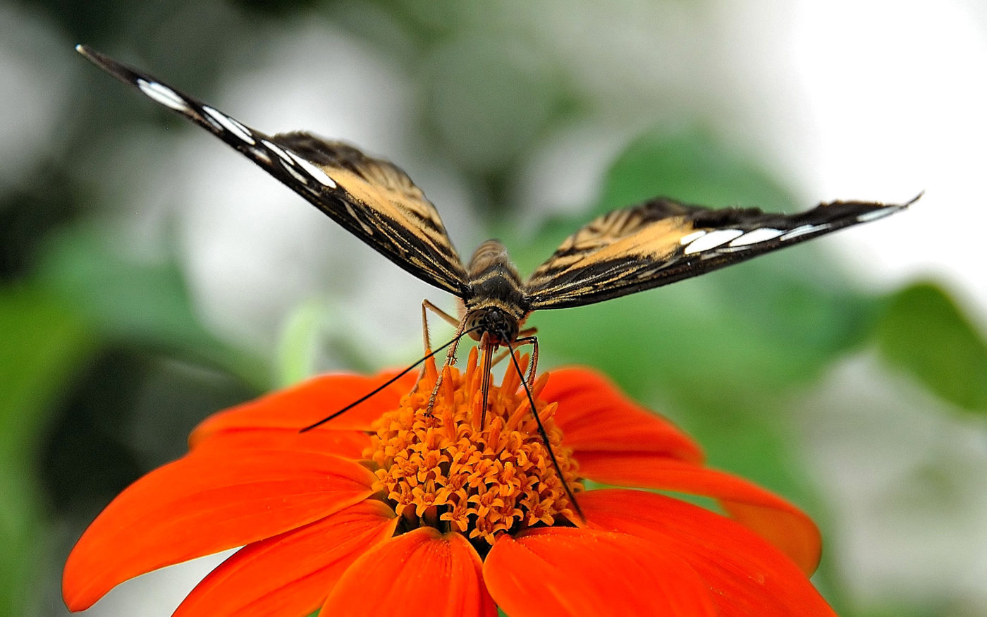 Butterfly feeding