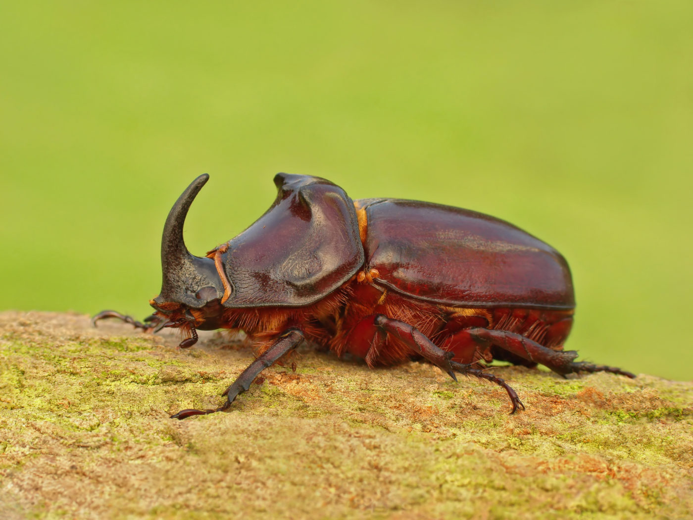 European Rhinoceros beetle, Oryctes nasicornis