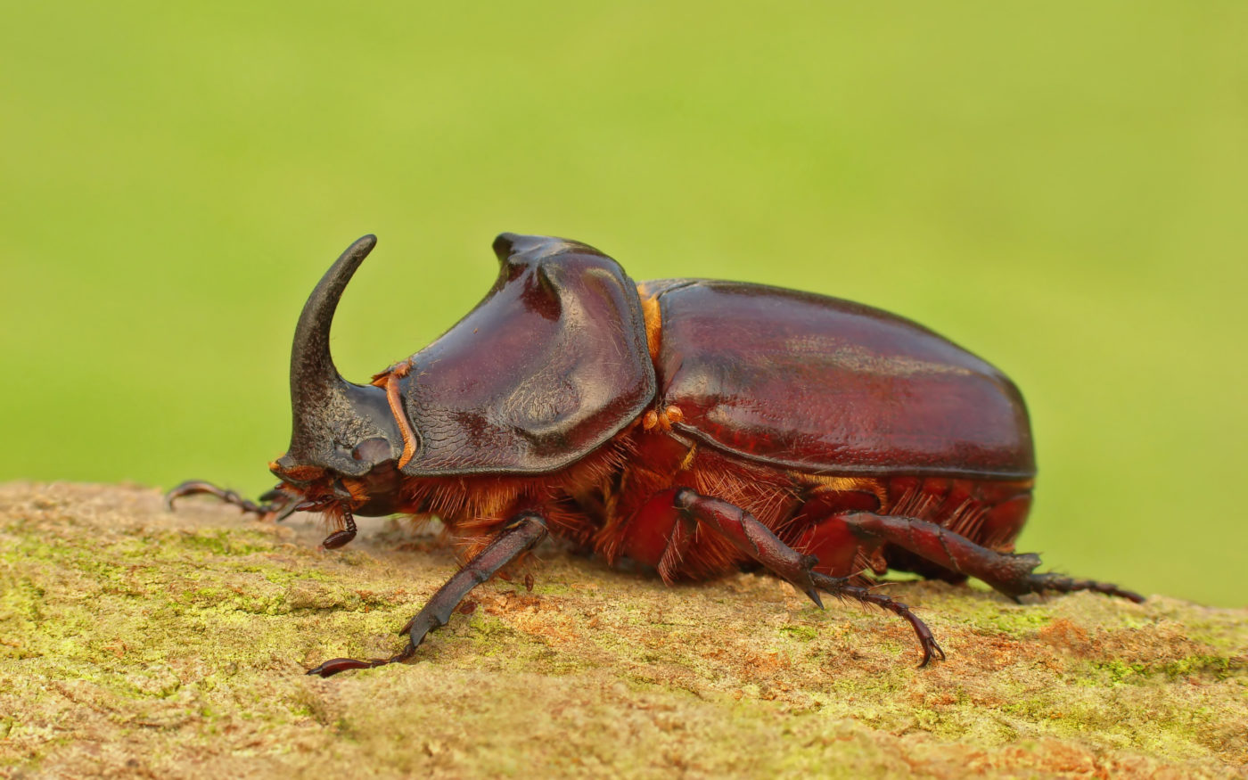 European Rhinoceros beetle, Oryctes nasicornis