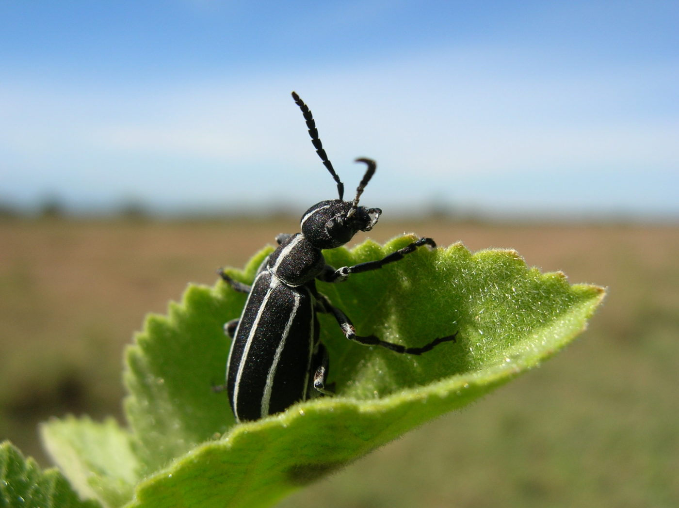 Blister beetle (Meloidae)