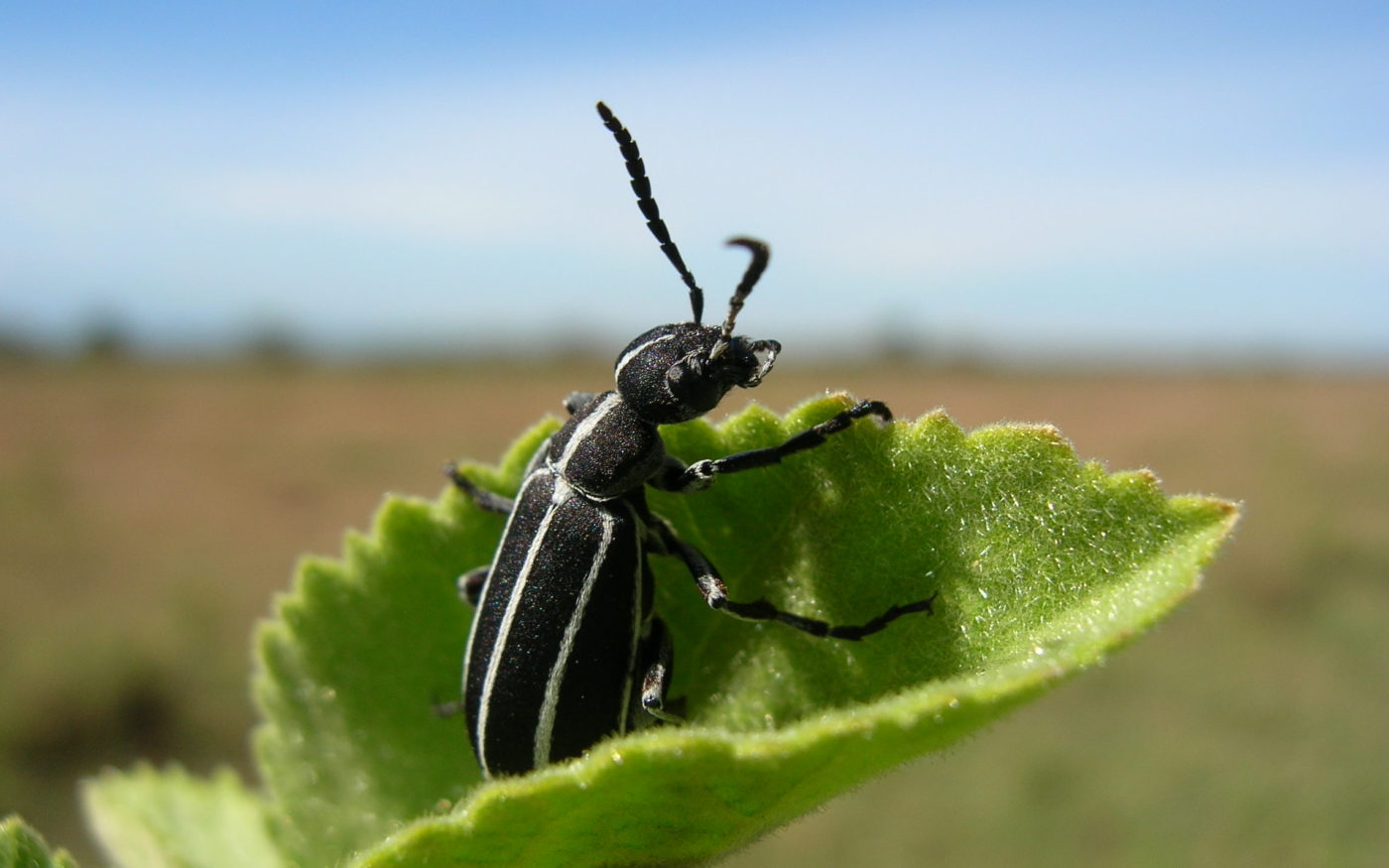 Blister beetle (Meloidae)