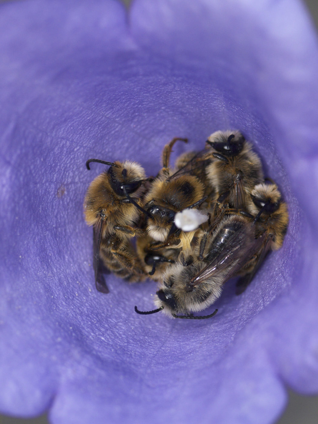 Male solitary bees, Melitta haemorrhoidalis, shelter in a Campanula flower overnight