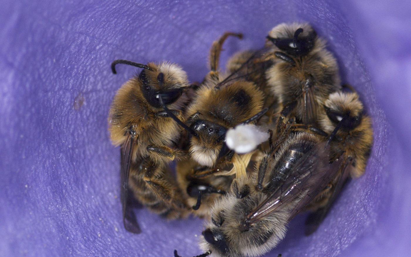 Male solitary bees, Melitta haemorrhoidalis, shelter in a Campanula flower overnight
