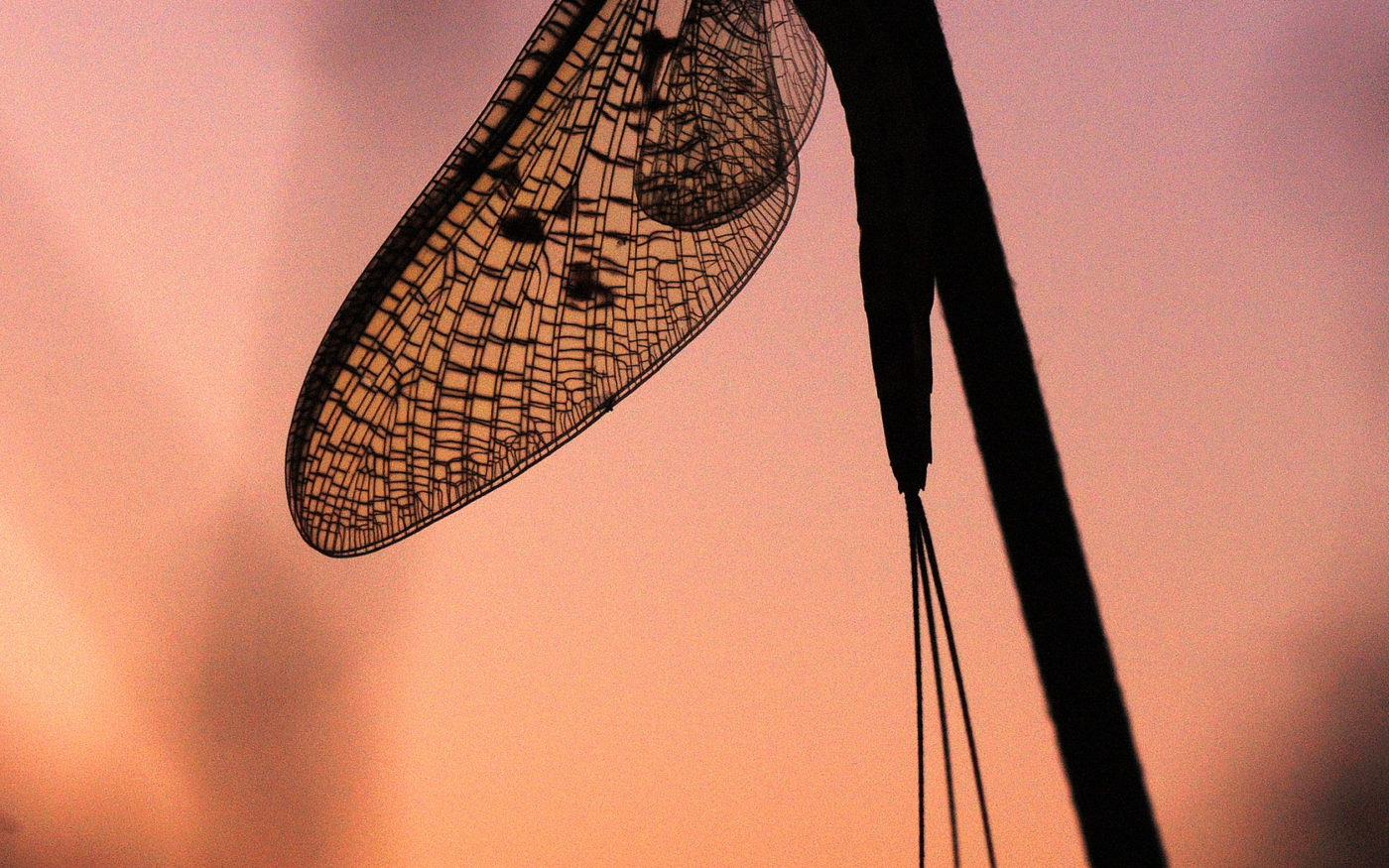 Adult mayfly at sunset