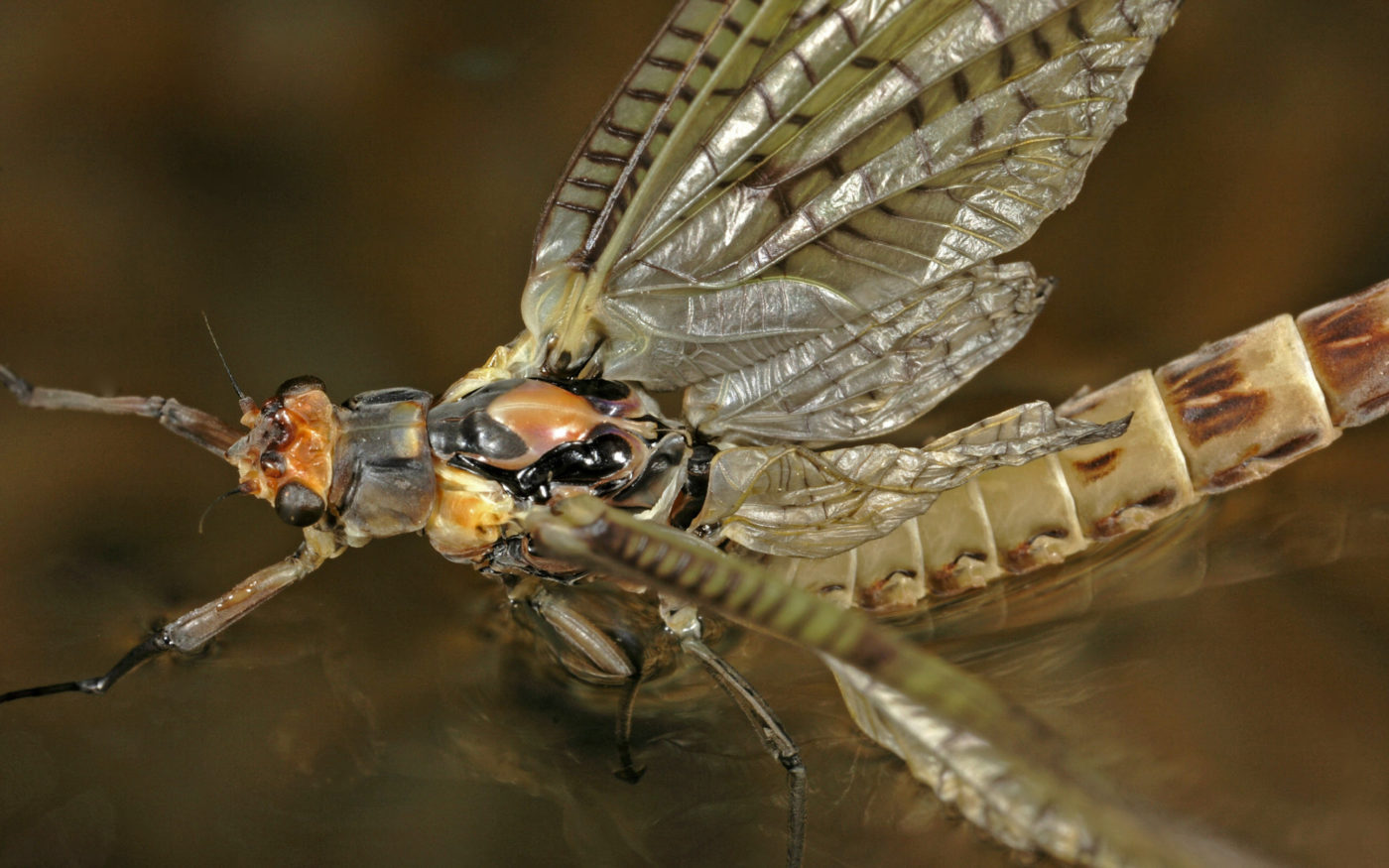 Adult mayfly on water
