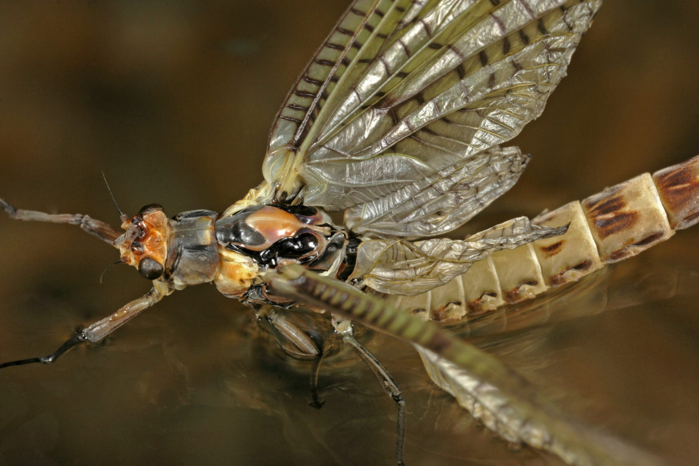 Adult mayfly on water