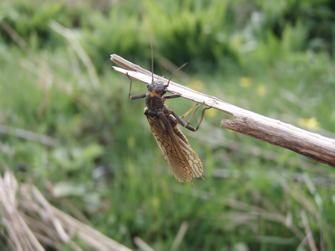 Stonefly, River Annan, Dumfries & Galloway, UK