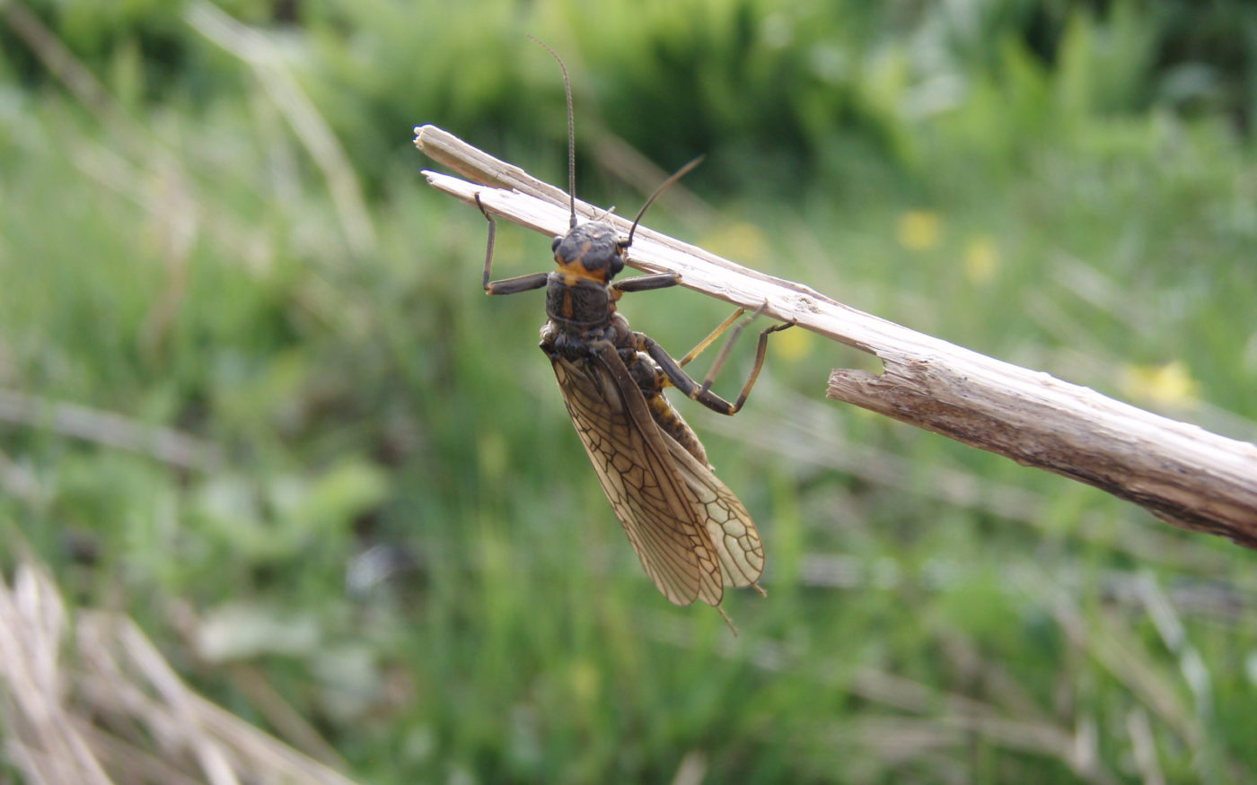 Stonefly, River Annan, Dumfries & Galloway, UK