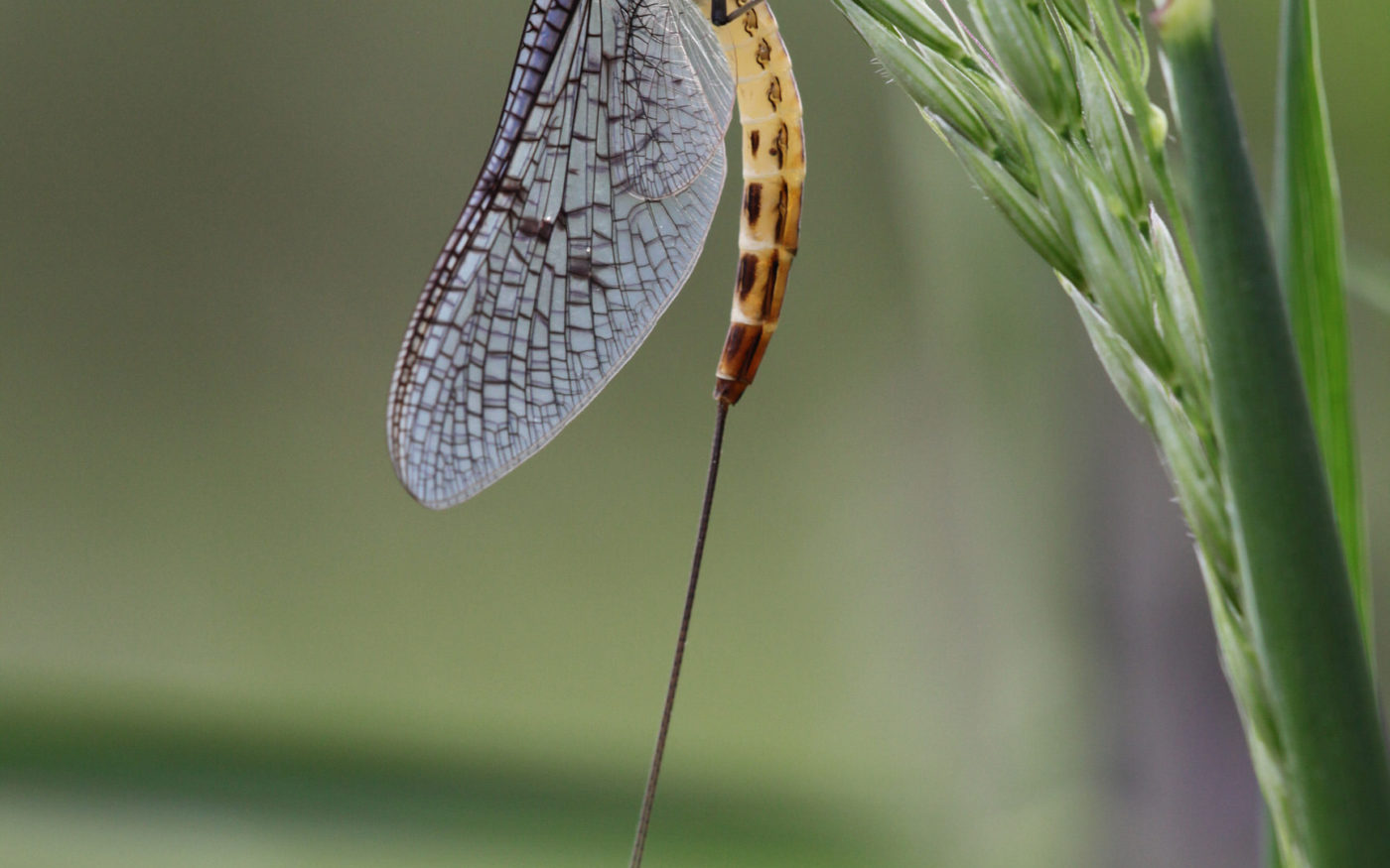 Mayfly on grass head