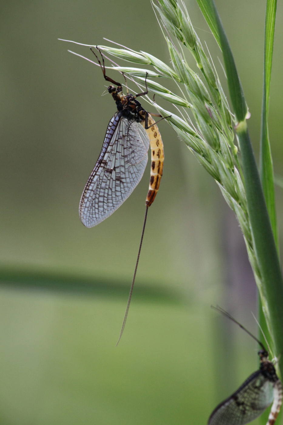 Mayfly on grass head